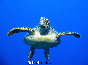 Toward the end of a dive in Grand Cayman we were slowly m... by Kurt Ulrich 
